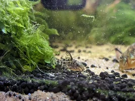What Corydora is this?