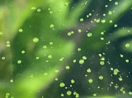 Help with algae
