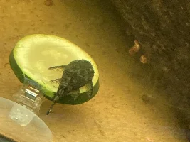 2 or 4 fin BN pleco