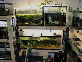 Photos to frighten your partners with - Gary's fishroom.
