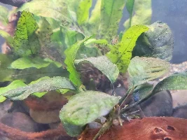 HELP! WHAT THE HECK IS THIS?