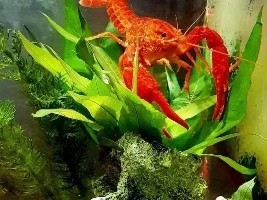 Vote Now for the Fish Forums March 2019 TOTM