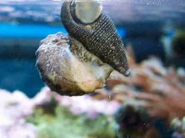 Snails
