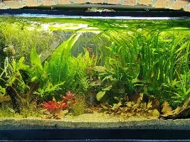 Planted 52