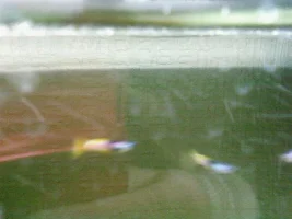 Bumblebee Guppies