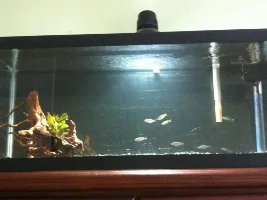 20 Gallon ~ Simple And Clean