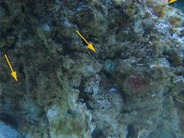 New Tank Cycling Question