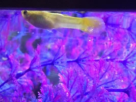 PLS HELP ME FIX MY DEATH TANK :(