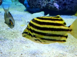 Ripley's Aquarium of Canada 2025