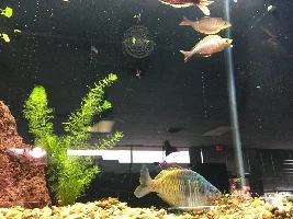 Red spot on rainbow fish.