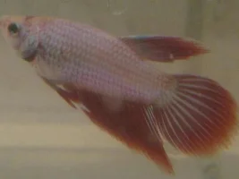Tancho Betta
