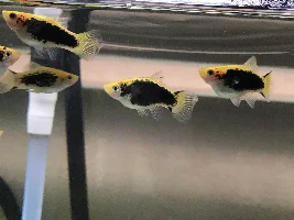 Pregnant or just fat Platies?