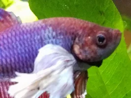 Partially blnd Betta