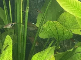 My 350L project 3months in