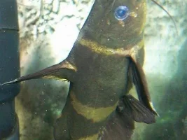 Can You Identify This Catfish?