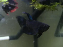 Which Pair To Spawn First?