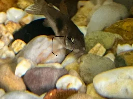 White growths on corydora