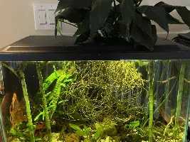 Does this tank look too overcrowded with stuff???
