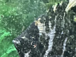 Help! What is on my fish