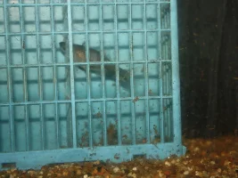 Female swordtail got stuck again...