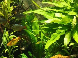 Plants that are Clown Loach proof
