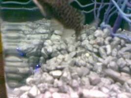 Synodontis Eupterus Free To Good Home