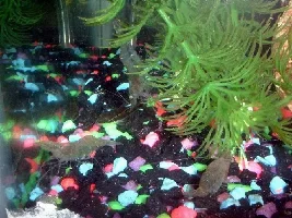 Danio and Shrimp
