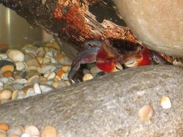 My Fish