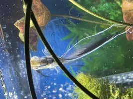 Angelfish Breeding