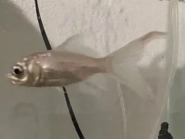 Goldfish Disease Identification ?
