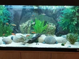 Lights for fluval Roma 200