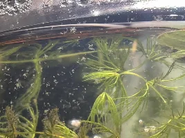 ID? (solved)