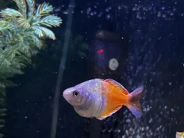 Concern in my 75g “community” tank