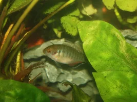 Hypseleotris compressa