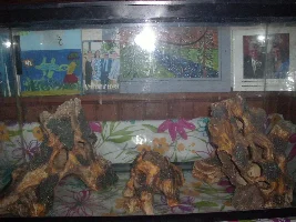 1 year in the hobby