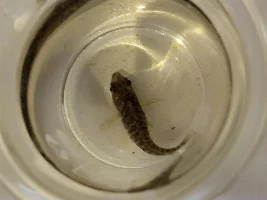 Update : had to euthanize (hole-in-the-head disease, something else ? Do i need to treat the hole tank ?)