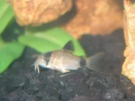 My Crazy Lil' Cory Cats