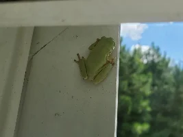 Lefty The Frog