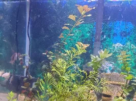 Starter tank, 29g