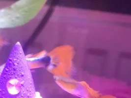 HELP flashing guppies in cycling 5g fish tank