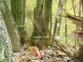 fish color changes... like "mood rings"???