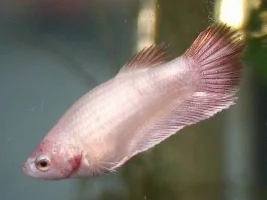 Here are the red babies.:)