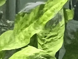 What is this and how do I get rid of it?!?