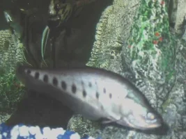 Id fish for me