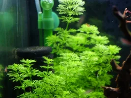 First Time Planted Tank Advice