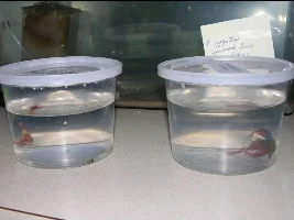New Bettas Here