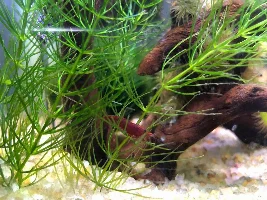 Shrimp tank is up and running!