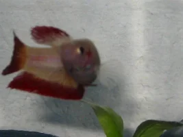 WHEE a new fishy...