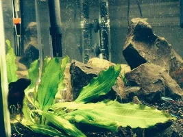 Some New Rocks And A Change Of Layout.