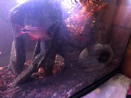 Cories or a new small cichlid?
